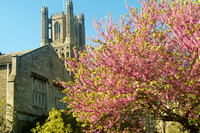 The West Tower with Crabapple Tree